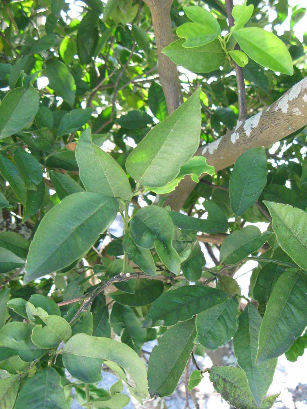              Shade leaves (Winter Haven, FL)       